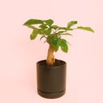 Bonsai-Redermachera-Sinica