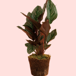Calatea-Ornata-m