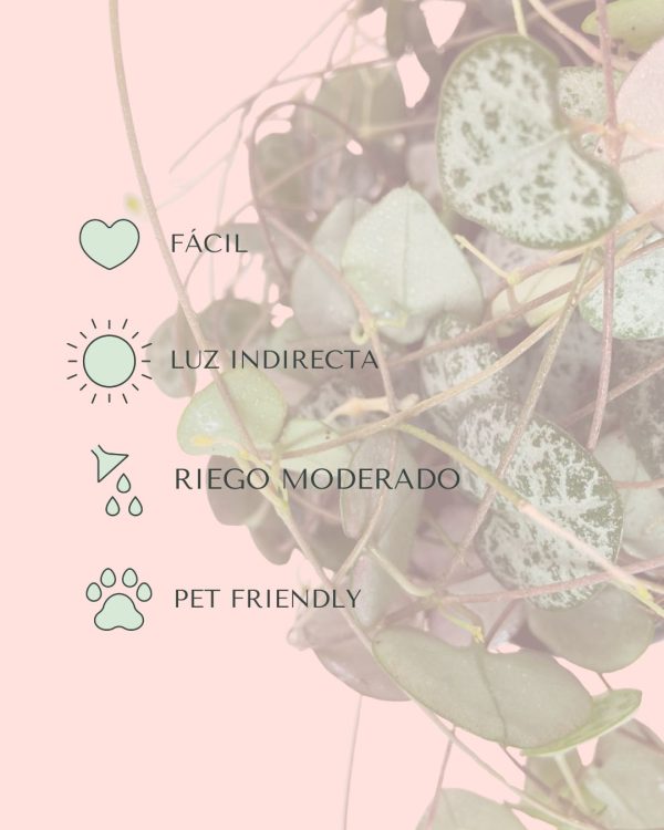 Ceropegia Woodii M - Imagen 4