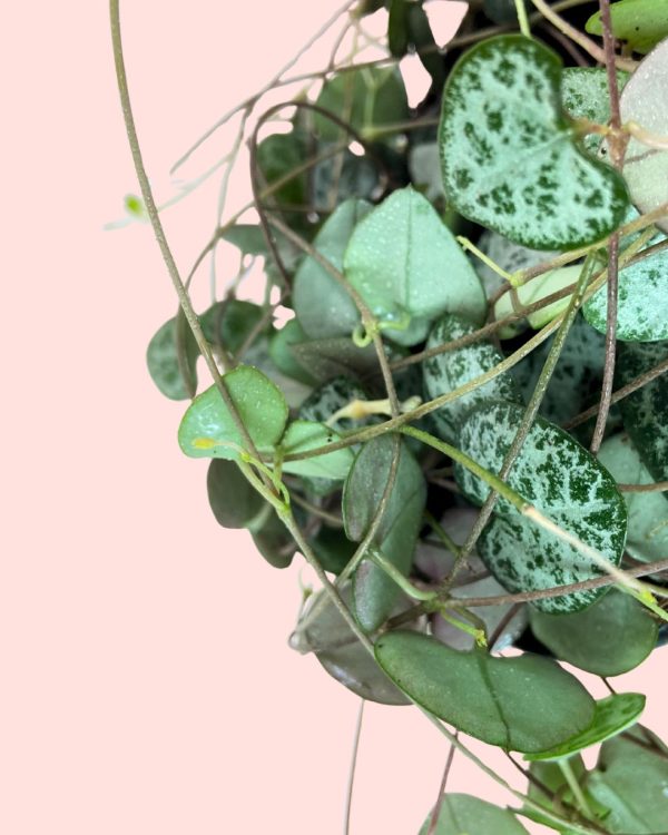 Ceropegia Woodii M - Imagen 3