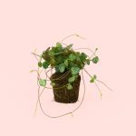 Ceropegia-woodii