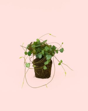 Ceropegia-woodii