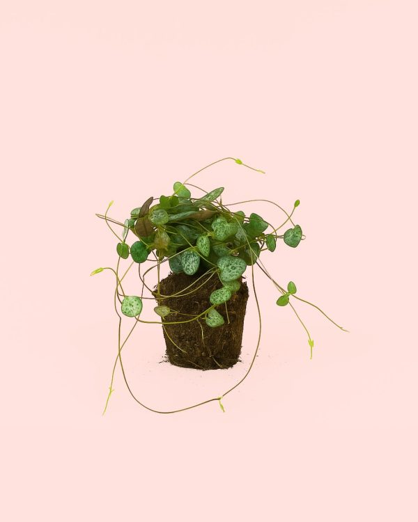 Ceropegia-woodii