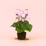 Cyclamen-Victoria-Blanco-y-Rosa-Mini