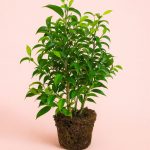Ficus Benj Natasja-M