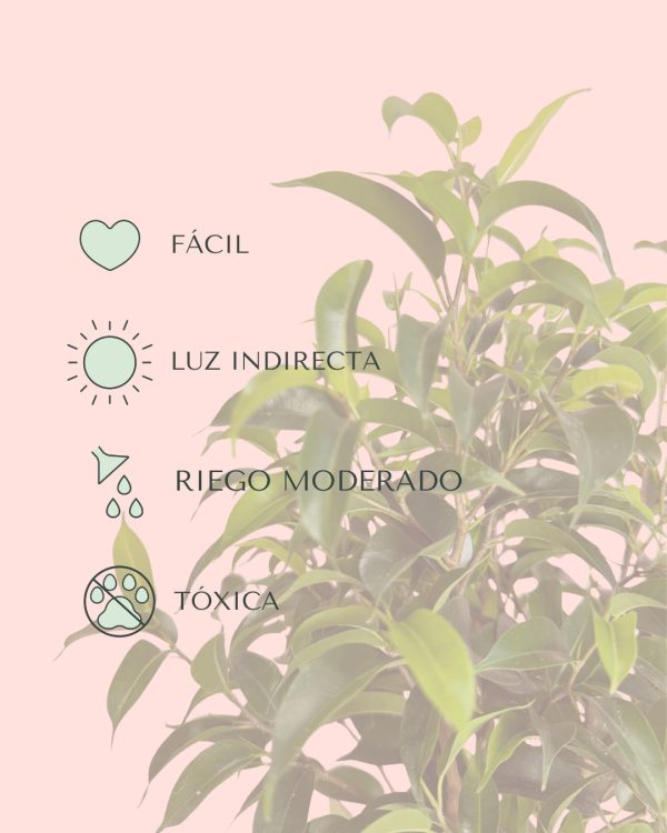 Ficus Benj Natasja-cuidados