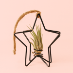 Tillandsia-detalle