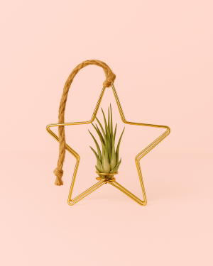 Tillandsia mini-estrella dorada
