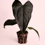 anthurium queen of hearts m