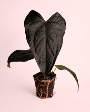 anthurium queen of hearts m