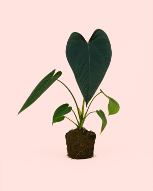 Anthurium Queen of Hearts M