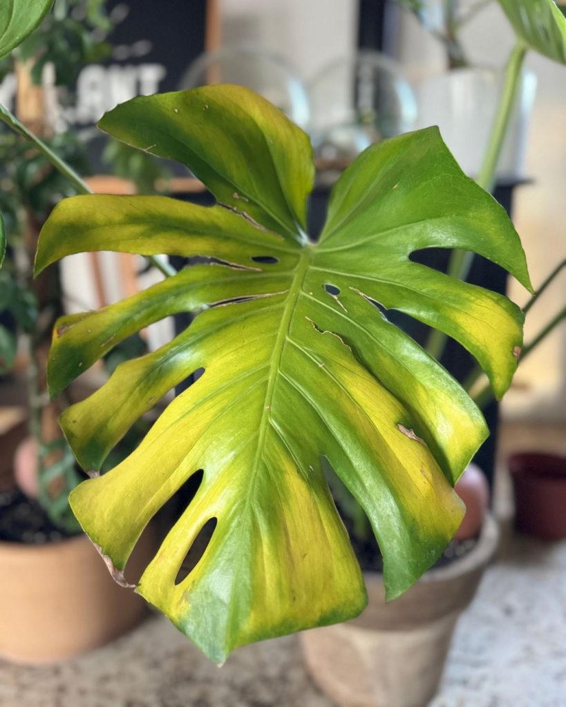 enfermedades monstera deliciosa
