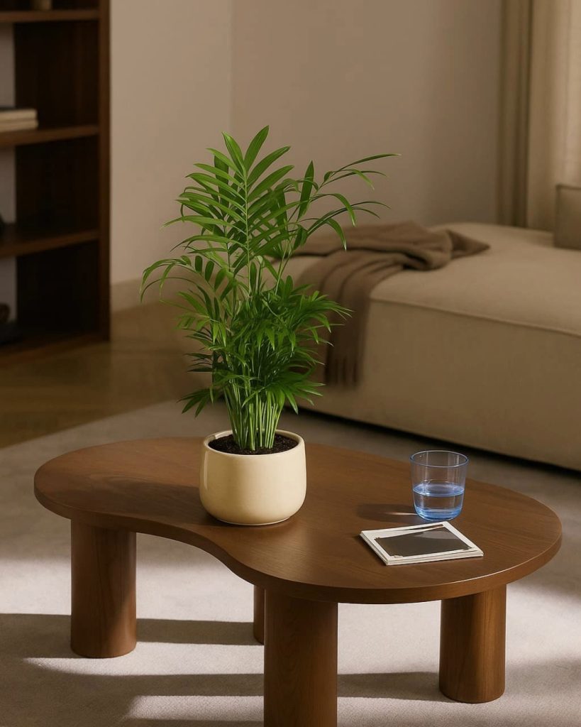 palma areca contexto