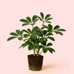 schefflera verde