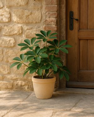 schefflera verde contexto