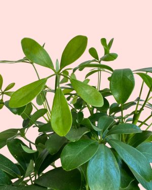 schefflera verde detalle