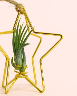 tillandsia dorada detalle estrella navidad