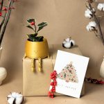 Acebo-variegado-Navidad