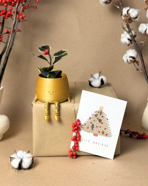 Acebo-variegado-Navidad