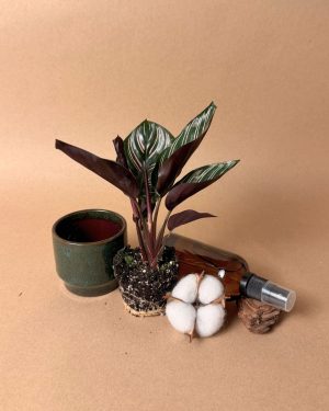 Calathea-Ornata-Mini-pulverizador-maceta-mossy