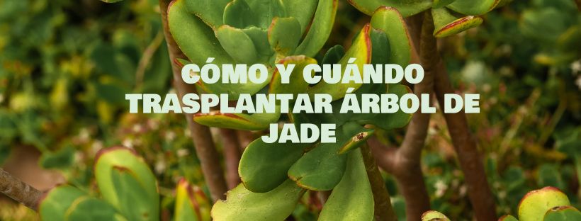 Cómo Y Cuándo Trasplantar Árbol De Jade