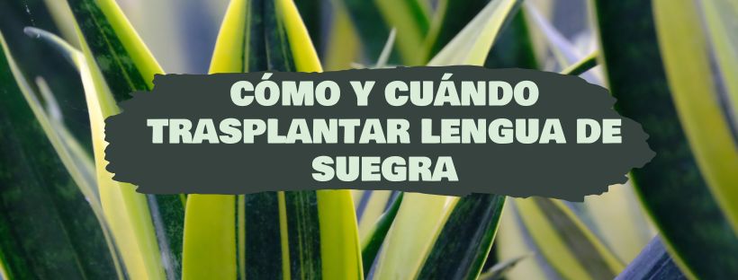 Cómo Y Cuándo Trasplantar Lengua De Suegra
