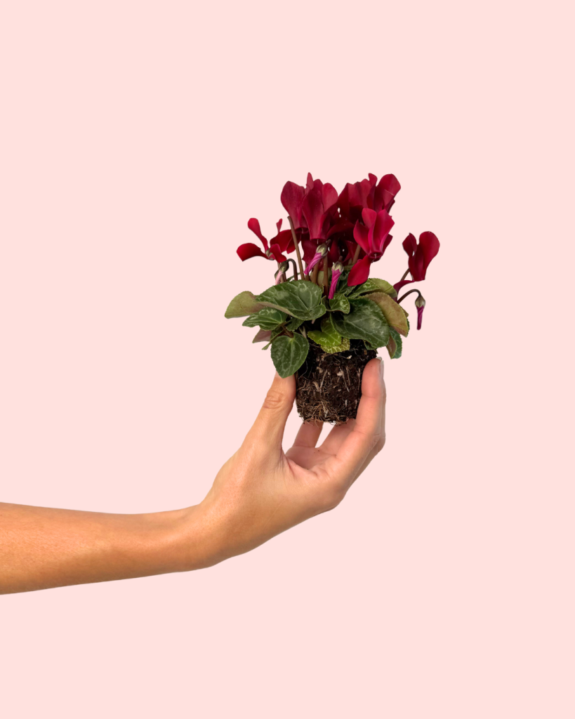 Cyclamen rojo