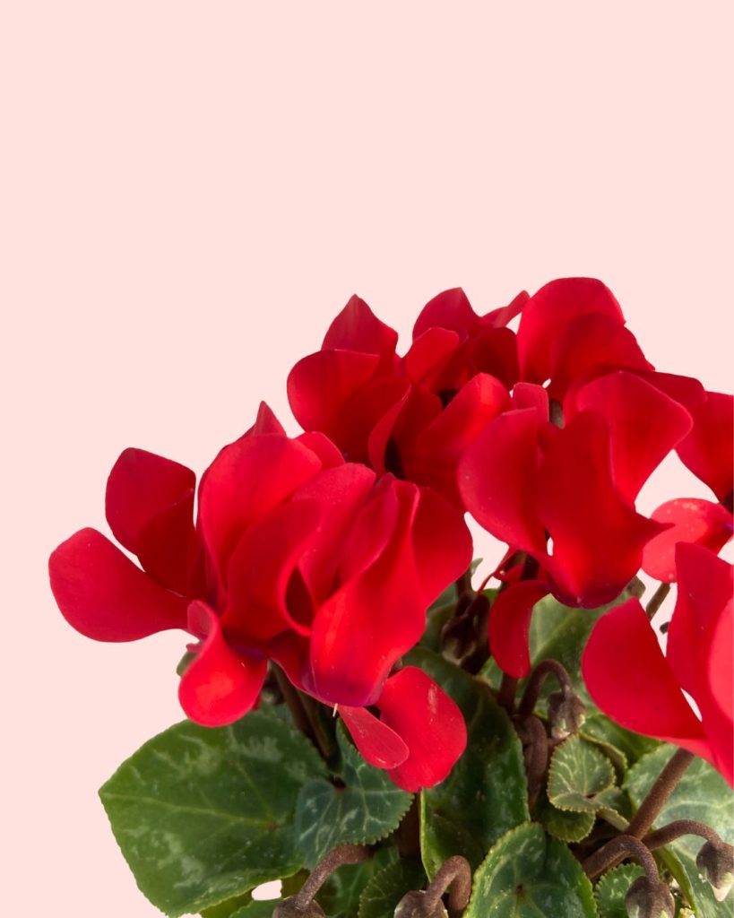 Cyclamen rojo-detalle