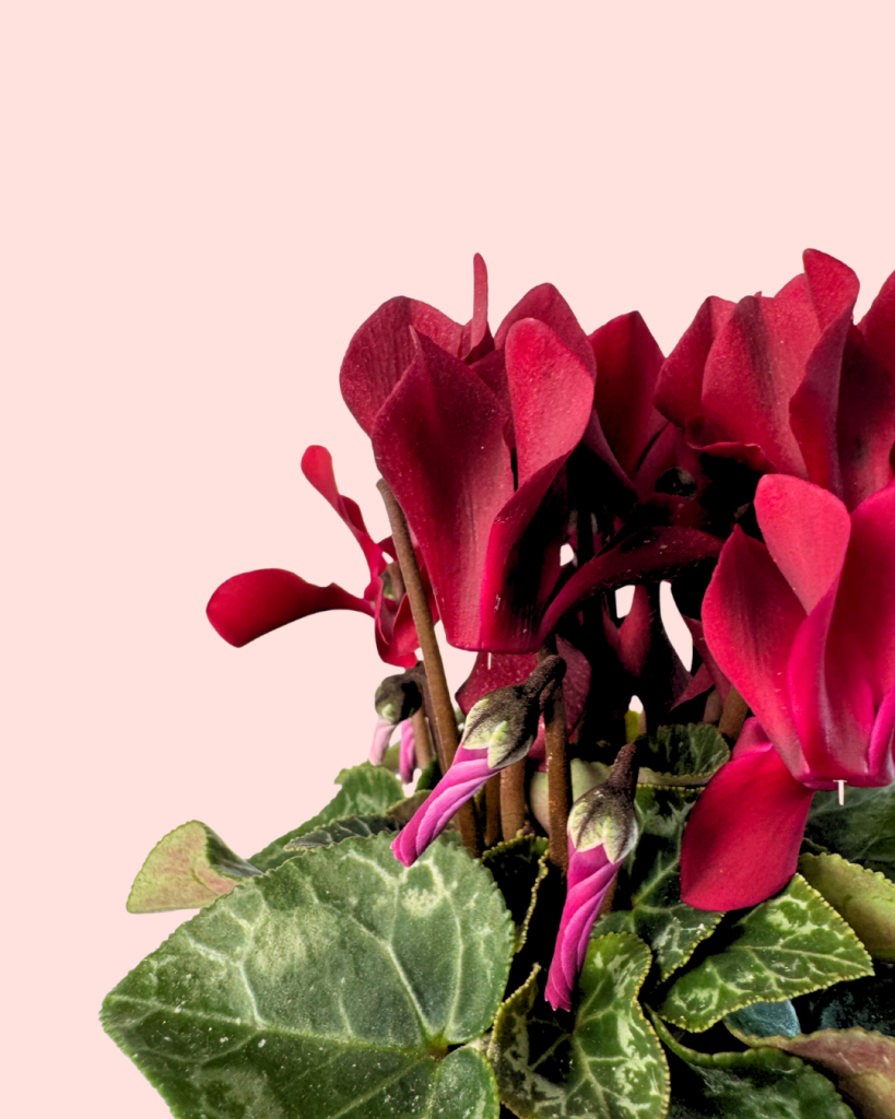 Cyclamen morado-detalles