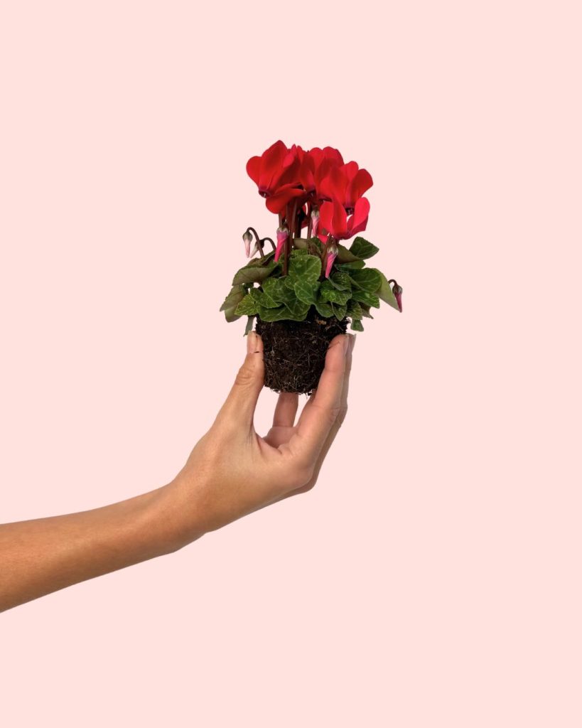 Cyclamen rojo-mini