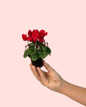 Cyclamen rojo