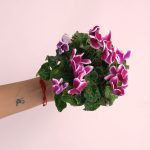 Cyclamen