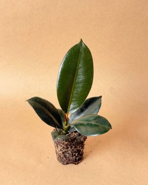 Ficus-Elástica-Robusta