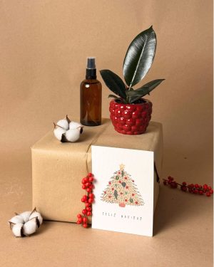 Ficus-Elástica-Robusta-navidad