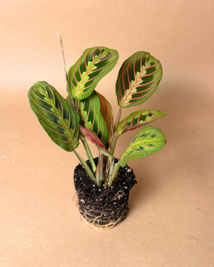 Maranta-Leuconeura-Mini
