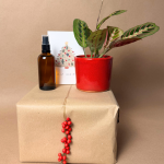 Maranta-Leuconeura-Mini-navidad