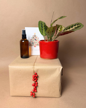 Maranta-Leuconeura-Mini-navidad