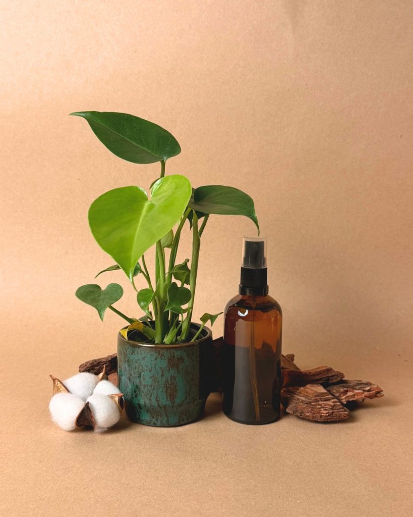 Monstera-Deliciosa-mossy-Pulverizador-Mini-Planta