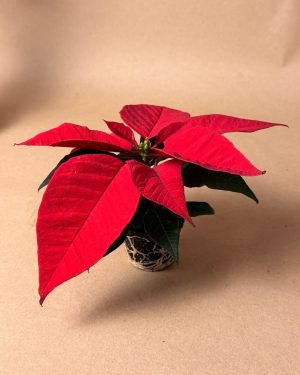 Poinsettia