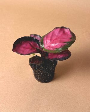 Set-Aurore-Calathea Rosy
