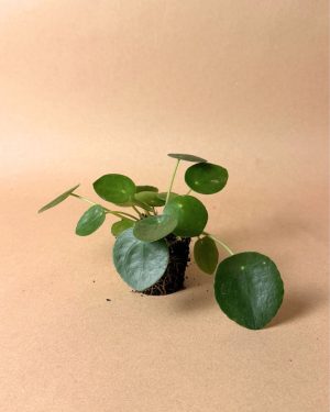 Set-Brume-Pilea-Peperomioides-Mini