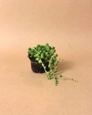 Set-Perle-Senecio-Rowleyanus