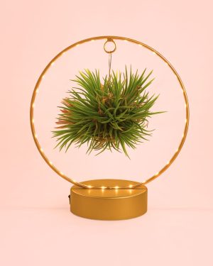 Tillandsia-en-círculo-de-luz-dorado