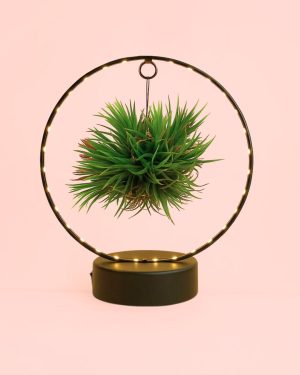 Tillandsia-en-círculo-de-luz-negro