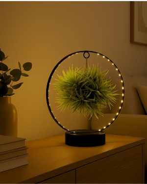 Tillandsia-en-círculo-de-luz-negro-contexto