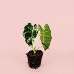 alocasia frydeck variegada m