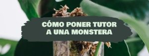cómo poner tutor a una monstera