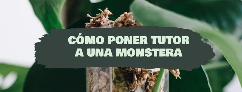 cómo poner tutor a una monstera