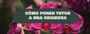 como poner tutor a una orquidea