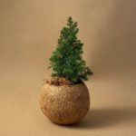 kokodama arbol navidad